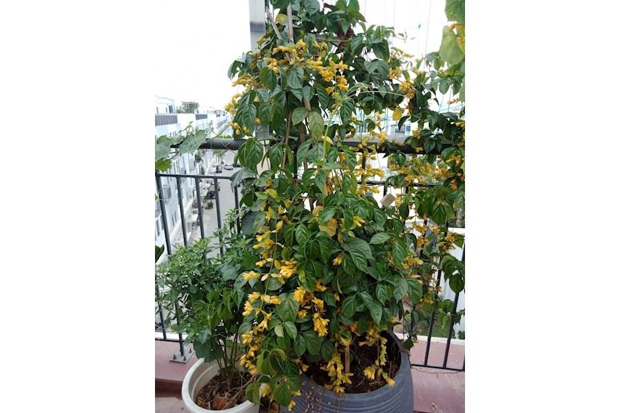Thiết kế và Thi công dự án - The mamor