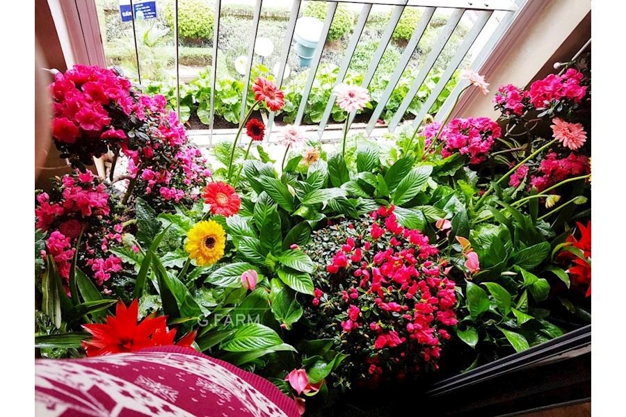 Thiết kế và Thi công dự án - Chị Hòa