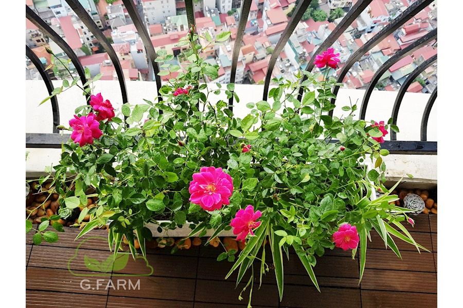 Mẫu thiết kế Ban công - Phong cách Phối hợp (Mã GF11)