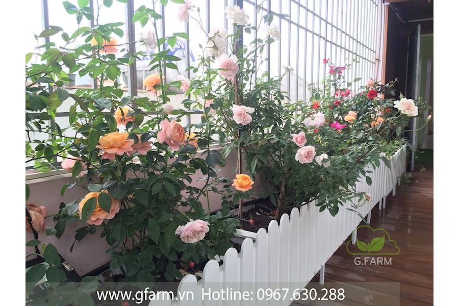 Mẫu thiết kế sân vườn Nhà phố - Phong cách Phối hợp (Mã GF13)