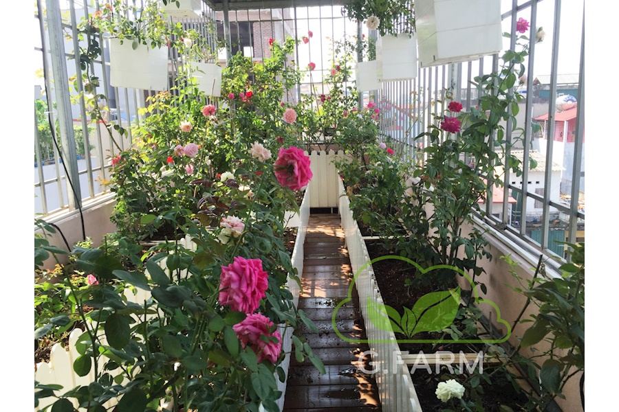 Mẫu thiết kế sân vườn Nhà phố - Phong cách Phối hợp (Mã GF13)