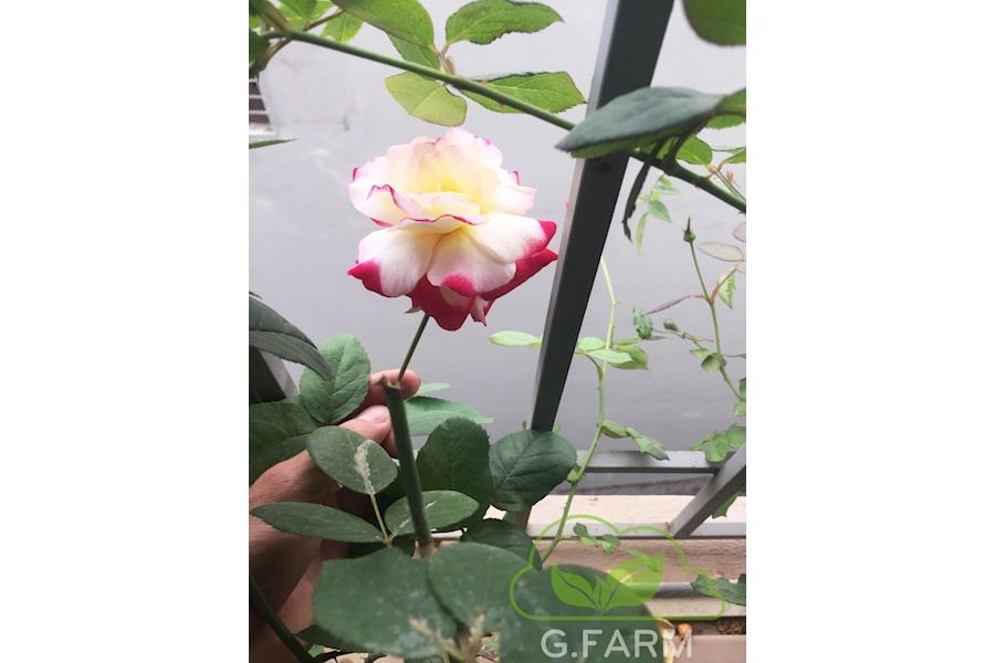 Mẫu thiết kế sân vườn Nhà phố - Phong cách Phối hợp (Mã GF13)