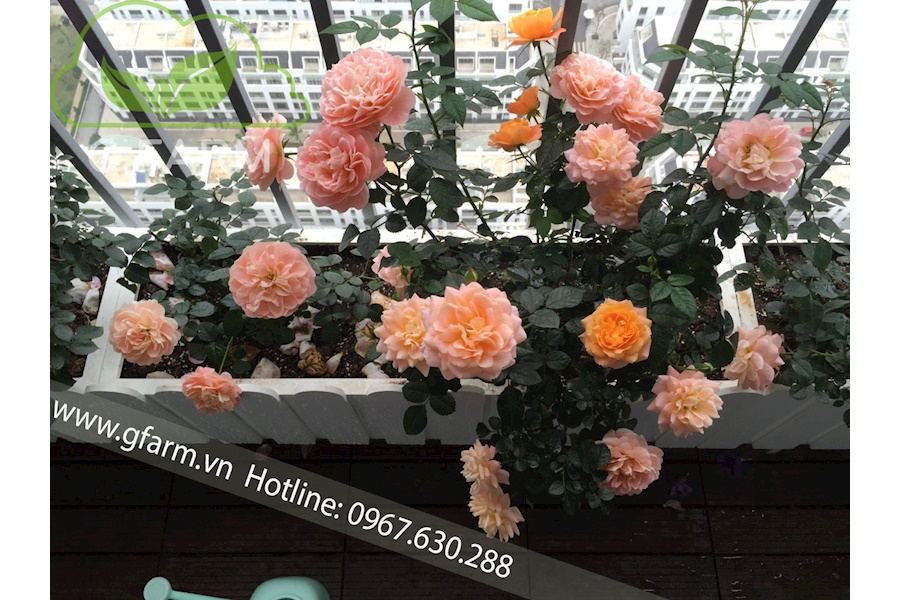 Mẫu thiết kế Ban công - Phong cách Nhà việt (Mã GF15)