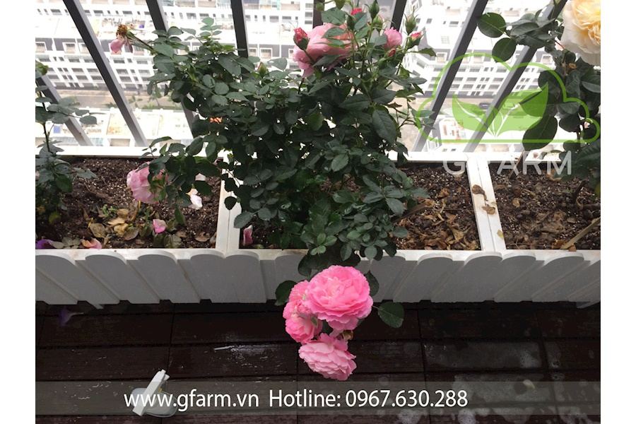 Mẫu thiết kế Ban công - Phong cách Châu Âu (Mã GF16)
