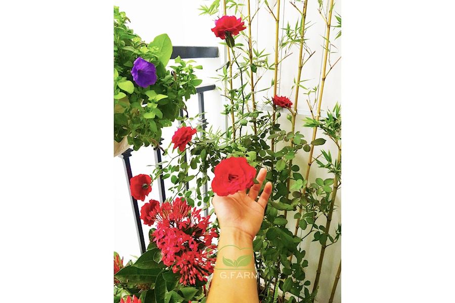 Mẫu thiết kế Ban công - Phong cách Phối hợp (Mã GF17)