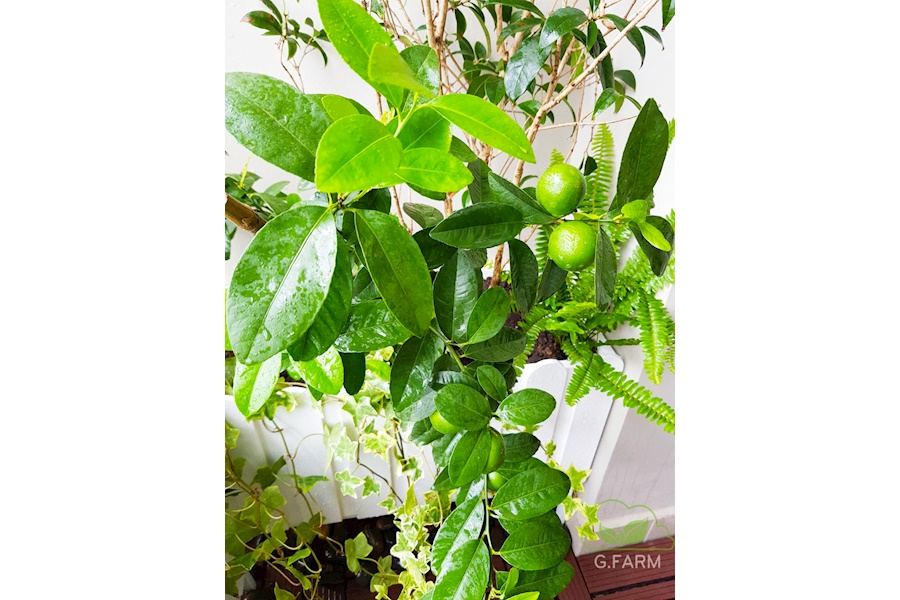 Mẫu thiết kế Ban công - Phong cách Châu Âu (Mã GF18)