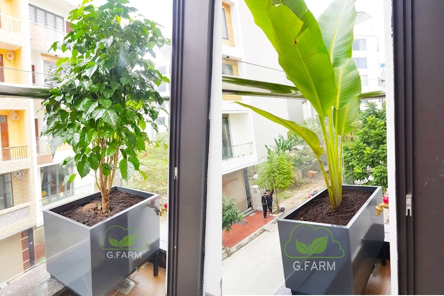 Mẫu thiết kế sân vườn Nhà phố - Phong cách Châu Âu (Mã GF19)