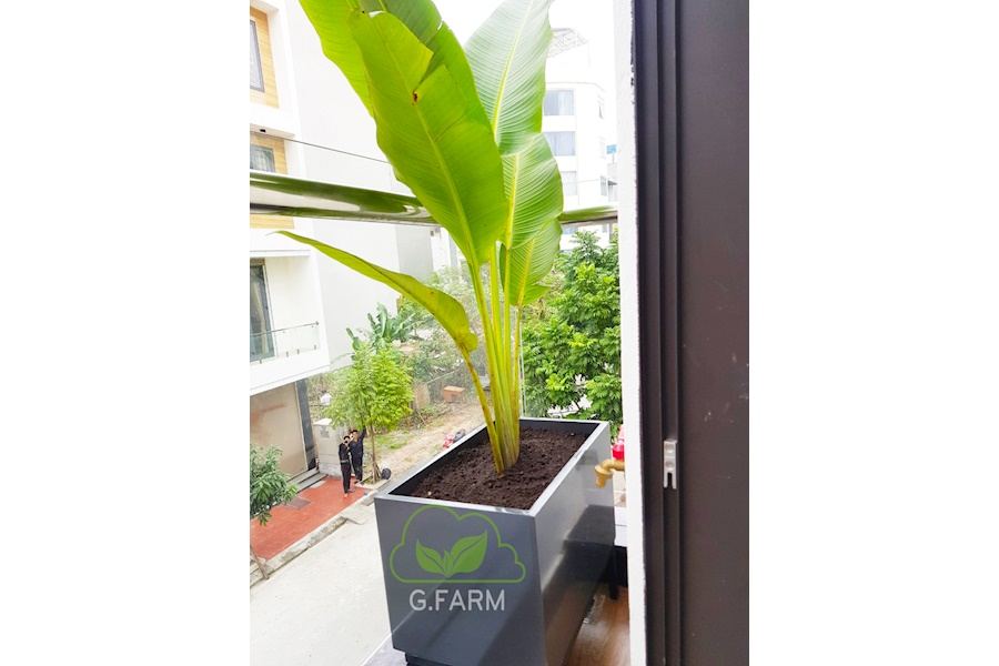 Mẫu thiết kế sân vườn Nhà phố - Phong cách Châu Âu (Mã GF19)