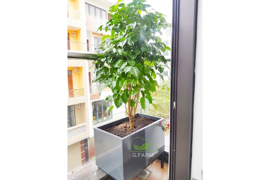 Mẫu thiết kế sân vườn Nhà phố - Phong cách Châu Âu (Mã GF19)