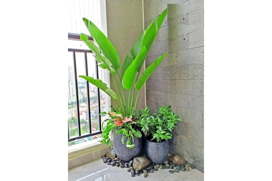 Mẫu thiết kế sân vườn Nhà phố - Phong cách Châu Âu (Mã GF19)