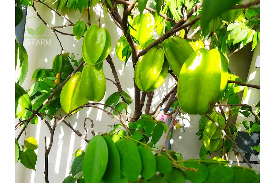 Mẫu thiết kế Ban công - Phong cách Châu Âu (Mã GF2)