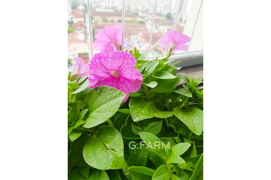 Mẫu thiết kế Ban công - Phong cách Phối hợp (Mã GF20)