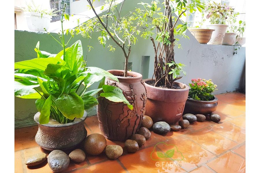 Mẫu thiết kế sân vườn Nhà phố - Phong cách Nhà việt (Mã GF21)