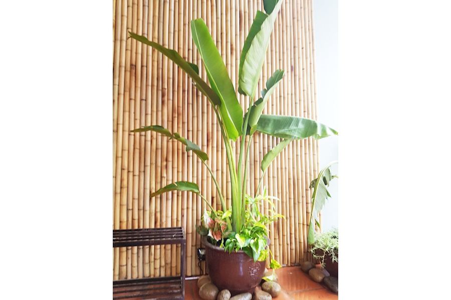 Mẫu thiết kế sân vườn Nhà phố - Phong cách Nhà việt (Mã GF21)