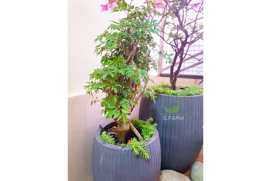 Mẫu thiết kế Ban công - Phong cách Phối hợp (Mã GF22)
