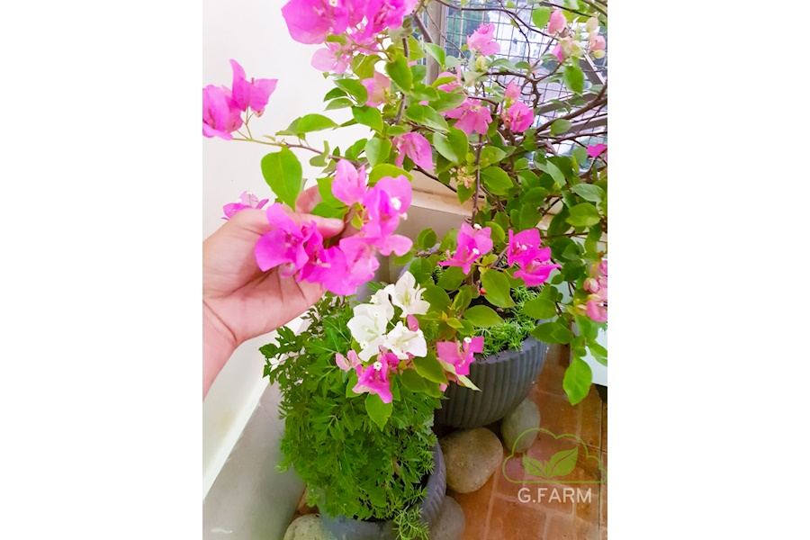 Mẫu thiết kế Ban công - Phong cách Phối hợp (Mã GF22)