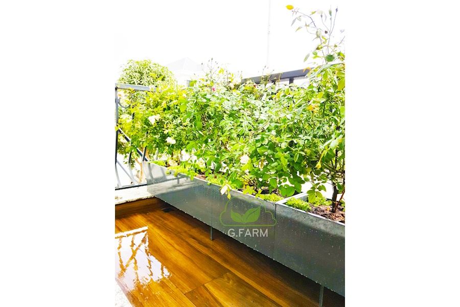 Mẫu thiết kế sân vườn Nhà phố - Phong cách Phối hợp (Mã GF23)
