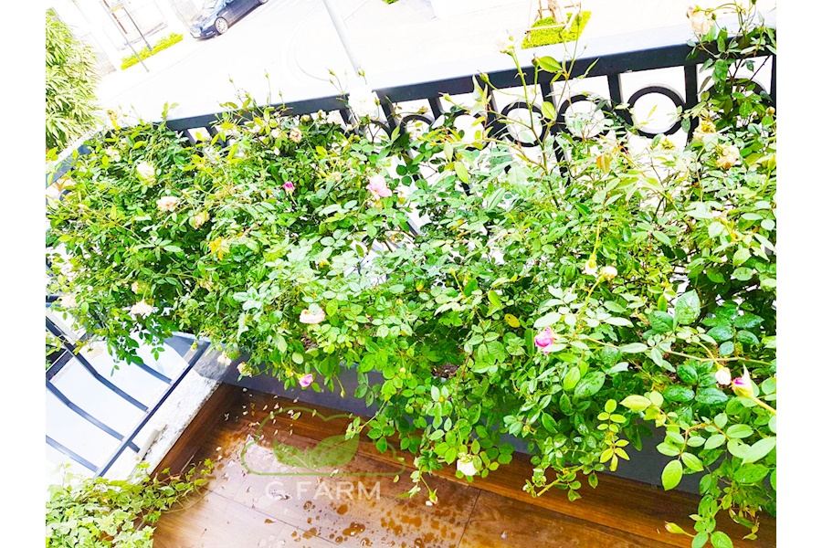 Mẫu thiết kế sân vườn Nhà phố - Phong cách Phối hợp (Mã GF23)