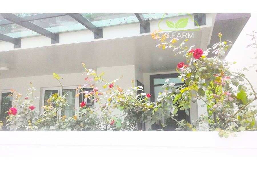 Mẫu thiết kế Ban công - Phong cách Châu Âu (Mã GF25)
