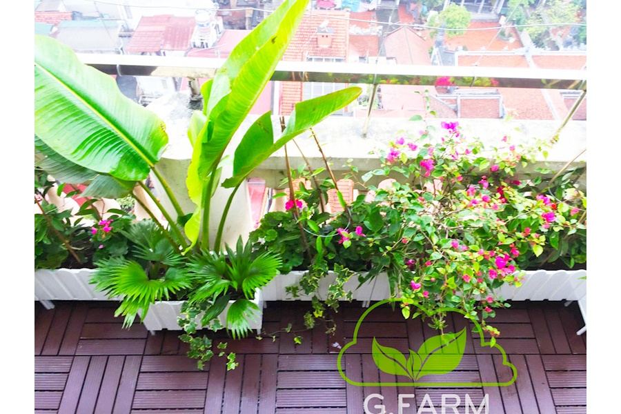 Mẫu thiết kế sân vườn Nhà phố - Phong cách Châu Âu (Mã GF26)