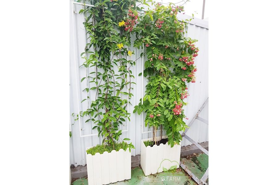 Mẫu thiết kế sân vườn Nhà phố - Phong cách Châu Âu (Mã GF26)