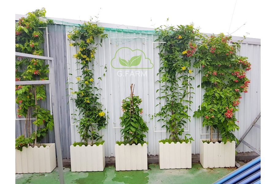 Mẫu thiết kế sân vườn Nhà phố - Phong cách Châu Âu (Mã GF26)