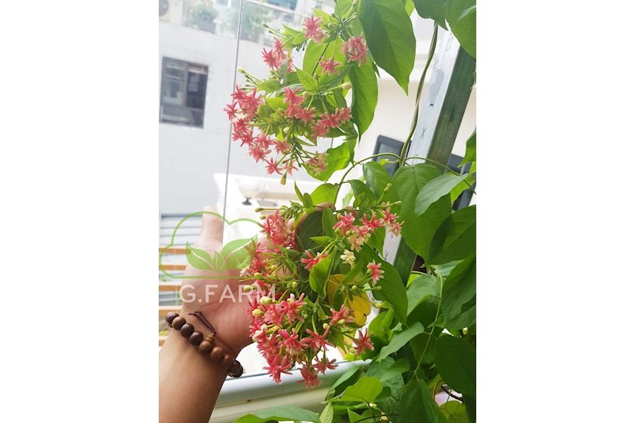 Mẫu thiết kế sân vườn Nhà phố - Phong cách Châu Âu (Mã GF26)