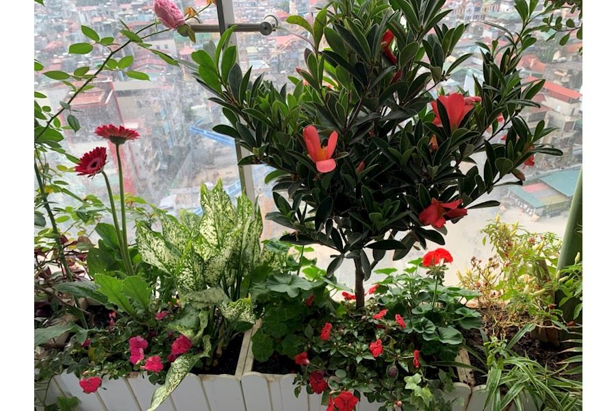Mẫu thiết kế Ban công - Phong cách Phối hợp (Mã GF3)