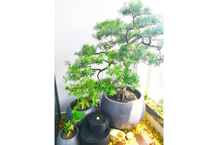 Mẫu thiết kế Ban công - Phong cách Nhật (Mã GF30)