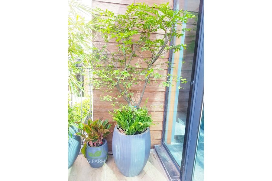 Mẫu thiết kế Ban công - Phong cách Nhật (Mã GF30)