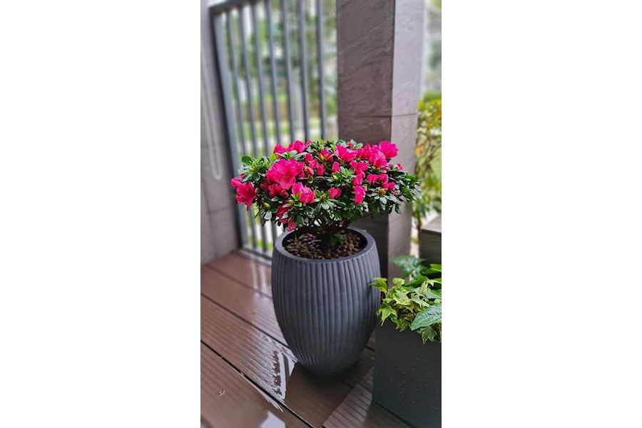 Mẫu thiết kế Ban công - Phong cách Châu Âu (Mã GF31)