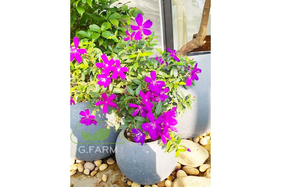 Mẫu thiết kế Ban công - Phong cách Nhật (Mã GF36)