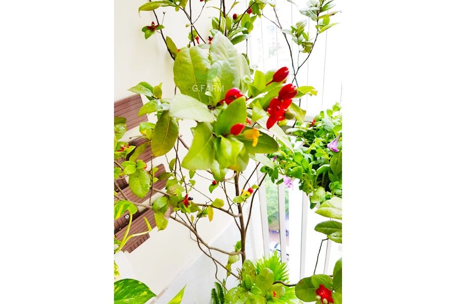 Mẫu thiết kế Ban công - Phong cách Phối hợp (Mã GF37)