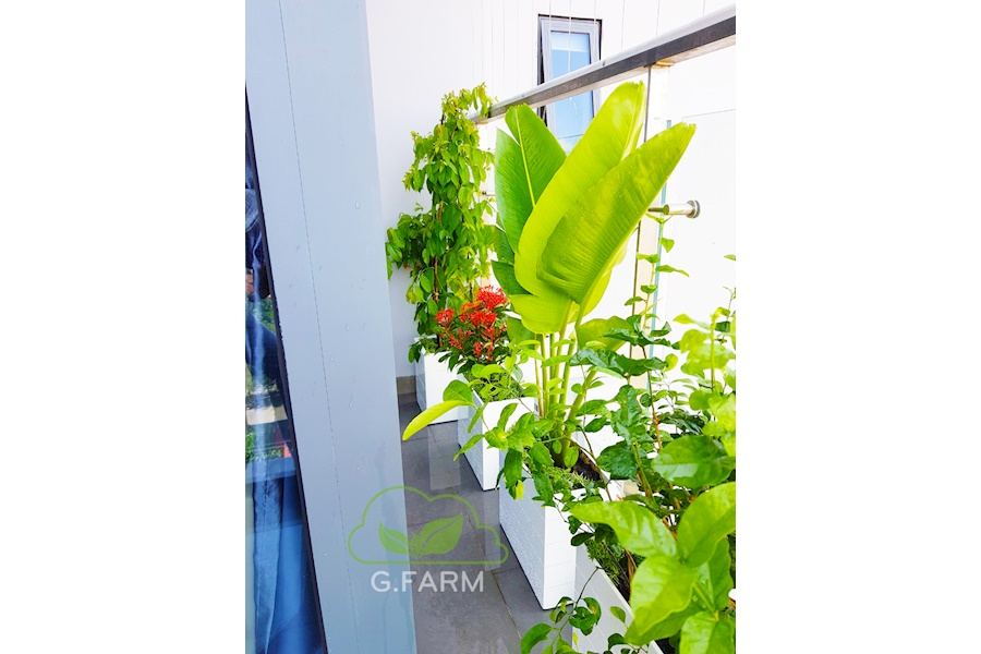 Mẫu thiết kế Ban công - Phong cách Phối hợp (Mã GF38)