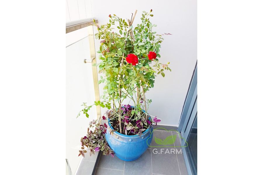 Mẫu thiết kế Ban công - Phong cách Phối hợp (Mã GF38)