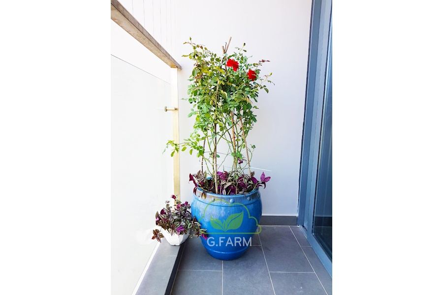 Mẫu thiết kế Ban công - Phong cách Phối hợp (Mã GF38)