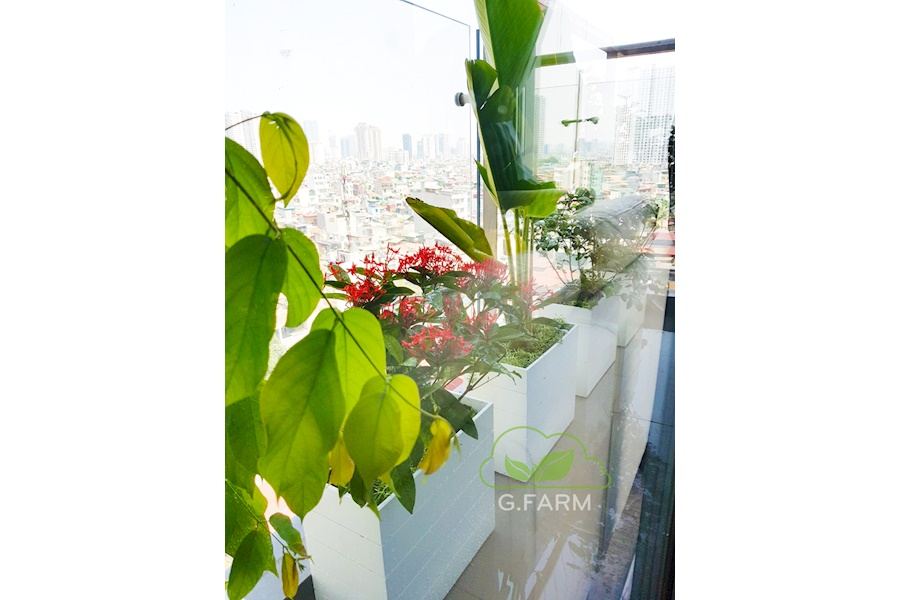 Mẫu thiết kế Ban công - Phong cách Phối hợp (Mã GF38)