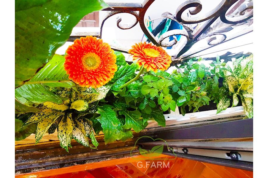 Mẫu thiết kế Ban công - Phong cách Phối hợp (Mã GF41)