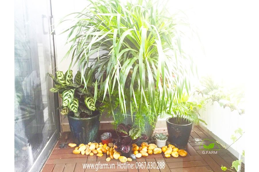 Mẫu thiết kế Ban công - Phong cách Phối hợp (Mã GF44)