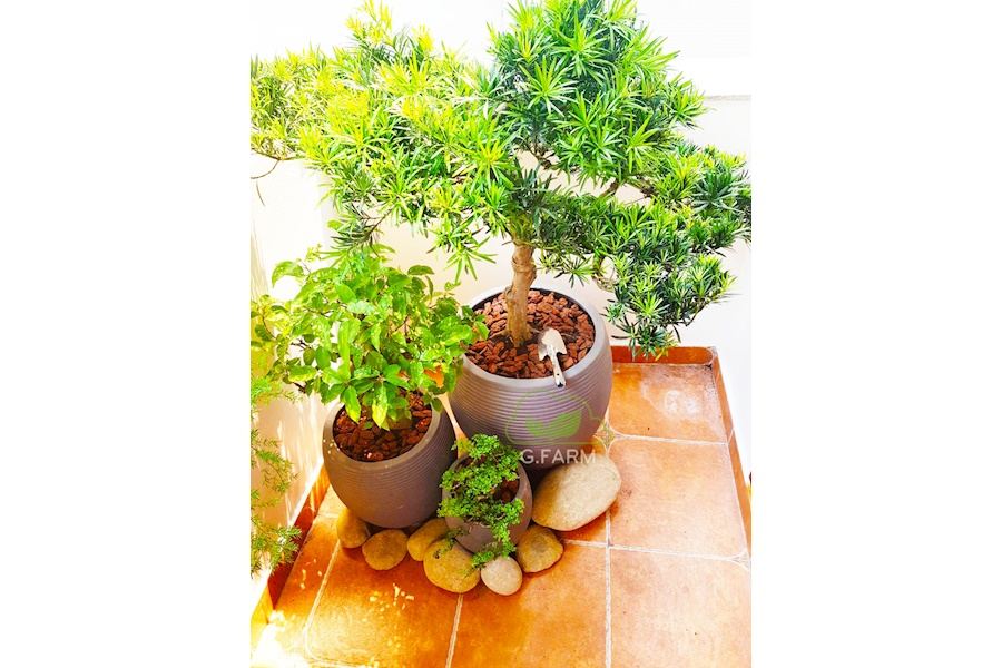 Mẫu thiết kế sân vườn Nhà phố - Phong cách Phối hợp (Mã GF5)