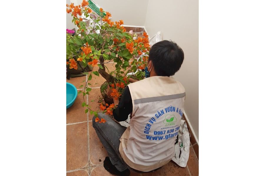 Mẫu thiết kế sân vườn Nhà phố - Phong cách Phối hợp (Mã GF5)