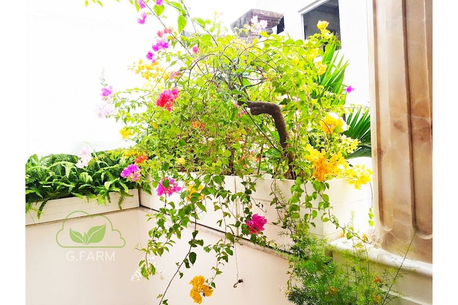 Mẫu thiết kế sân vườn Nhà phố - Phong cách Phối hợp (Mã GF5)