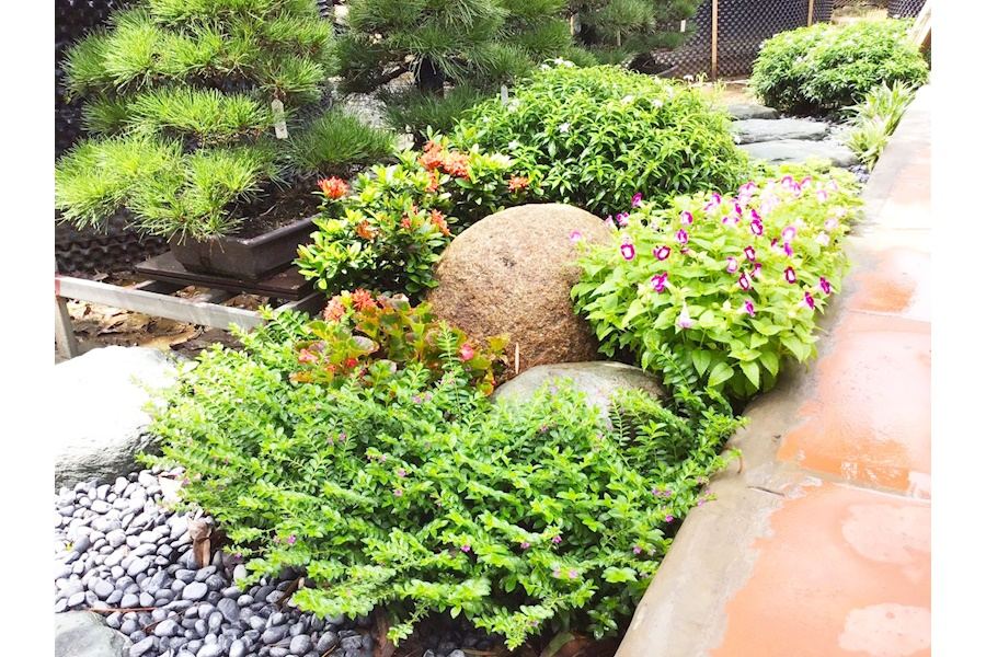 Mẫu thiết kế sân vườn Biệt thự - Phong cách Phối hợp (Mã GF50)