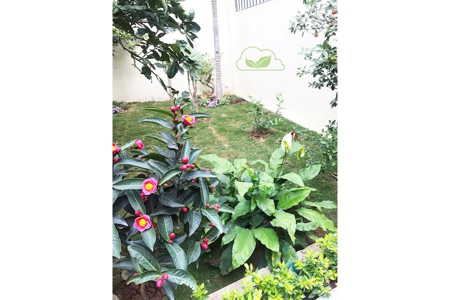 Mẫu thiết kế sân vườn Biệt thự - Phong cách Phối hợp (Mã GF54)