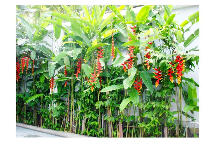 Mẫu thiết kế sân vườn Biệt thự - Phong cách Topical Forest (Mã GF56)