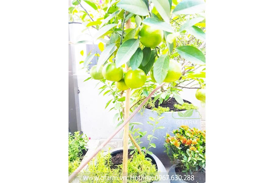 Mẫu thiết kế sân vườn Nhà phố - Phong cách Nhà việt (Mã GF57)