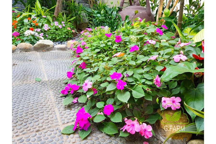 Mẫu thiết kế sân vườn Nhà phố - Phong cách Phối hợp (Mã GF58)