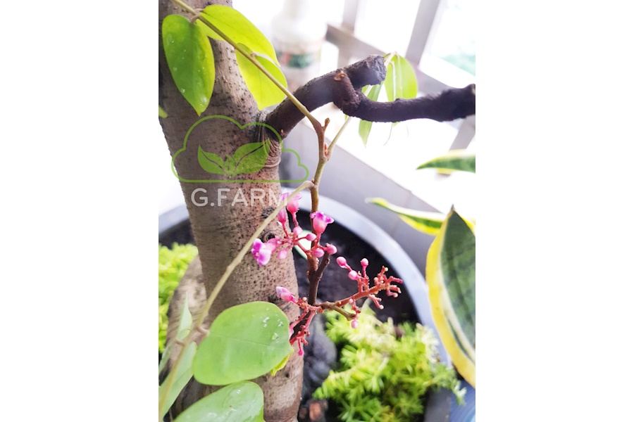 Mẫu thiết kế Ban công - Phong cách Châu Âu (Mã GF6)