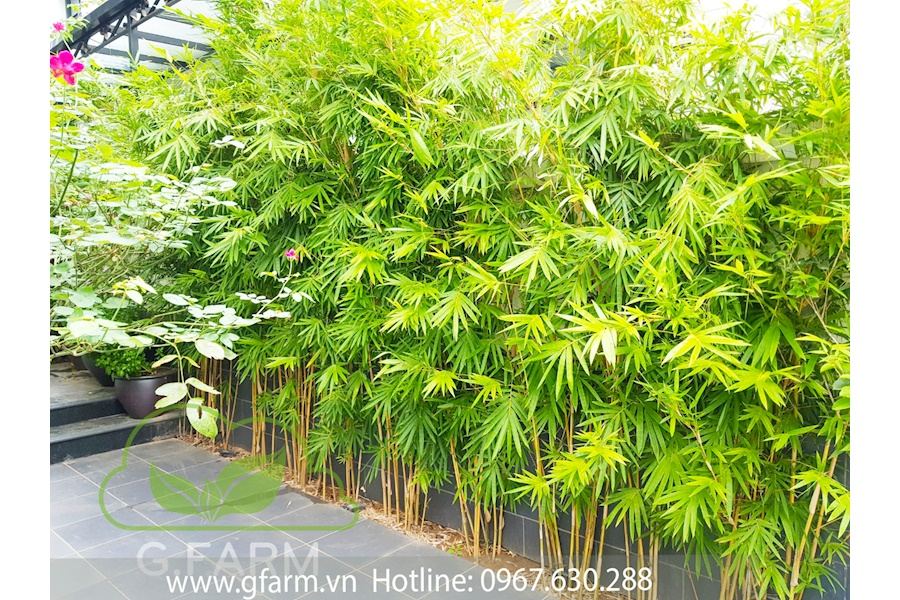 Mẫu thiết kế sân vườn Nhà phố - Phong cách Nhà việt (Mã GF60)