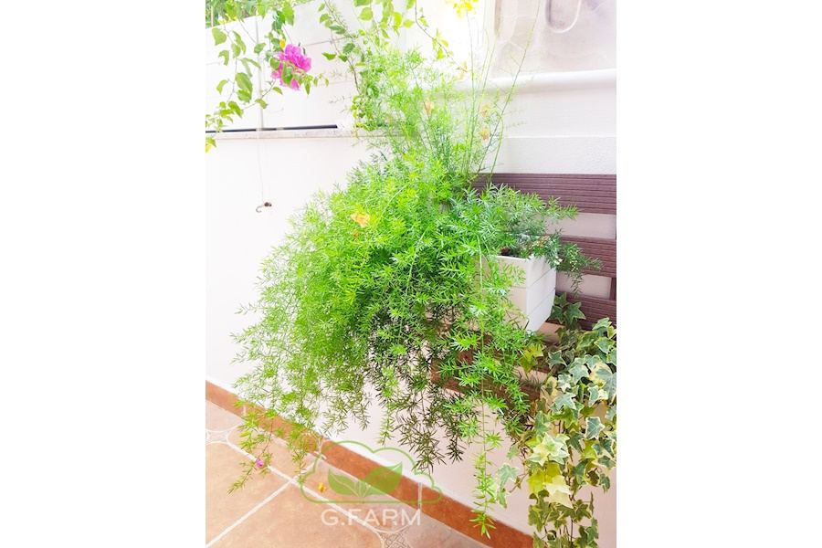 Mẫu thiết kế sân vườn Nhà phố - Phong cách Phối hợp (Mã GF61)